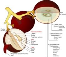 grape fruit diagram drawing