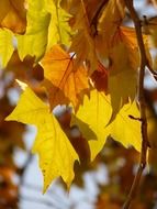 maple leaves in the sun