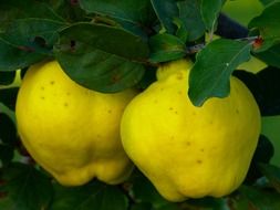 quince fruit plant leaf tree yellow color