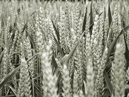 spikelets in the cereal field closeup, monochrome