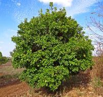 lemon tree with fruits, india, hulikatti