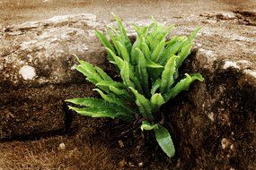 bush fern grows in stones