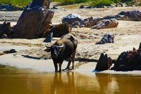 buffalo on a river at a watering place