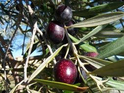 closeup picture of purple olives on a tree