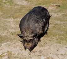 black pig in search for food