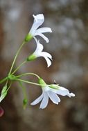 white flowers in nature