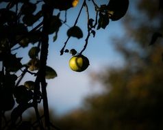 apple tree in nature