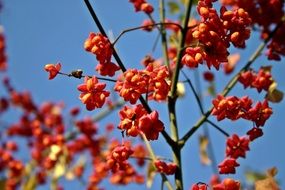 bright ornamental shrub close-up