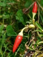 red chili peppers on a bush close up