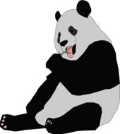 panda animal bear drawing
