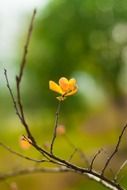 orange leaves on end of bare branch