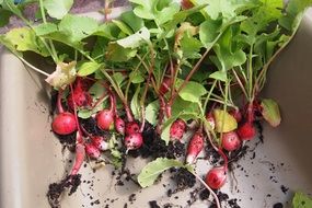 unwashed pink radish in a bowl