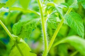 stem of garden tomato