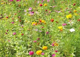 wildflowers color flower