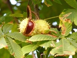 two ripe chestnuts on a tree branch