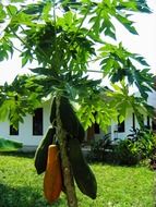 papaya tree with fruits