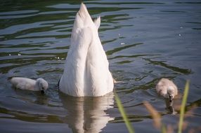 swan dives under the water