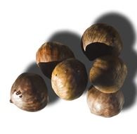 isolated sweet chestnuts