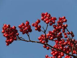 berry hawthorn against the sky