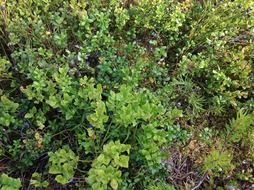 forest fruits in sweden