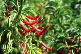 colorful chilli garden