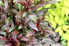 herbal plants in the garden