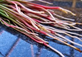 Grass roots on a blue surface