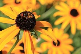 macro view of Yellow bee on the yellow flower