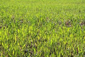 agricultural green field