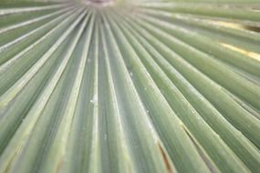 Green leaf of the palm