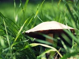 autumn mushroom in a forest nature food