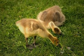 canadian goslings graze on grass on a farm