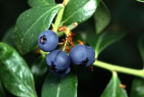 Blueberries on the plant