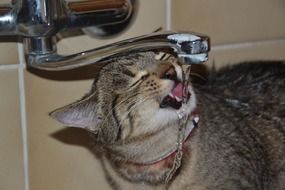 cat drinks water from the tap