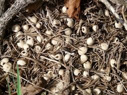 nest with nuts