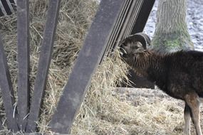 goat eating straw