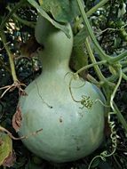 green pumpkin in the garden