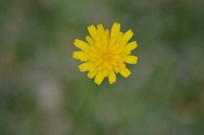 yellow bud of wild flower