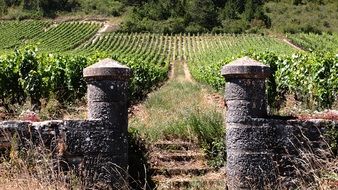 the vineyards of Burgundy wine