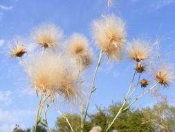 White dandelion flowers on the field