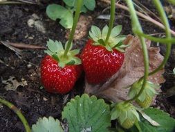 Red strawberries in a field