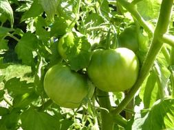 organic green tomato