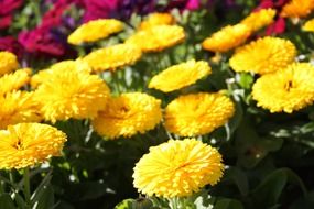 yellow flowers outdoors