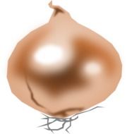 Brown onion clipart