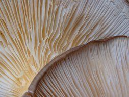 edible mushrooms lamellars