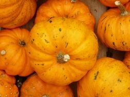 pile of ribbed mini pumpkins