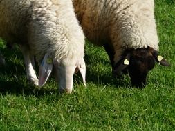 two sheep on the farm