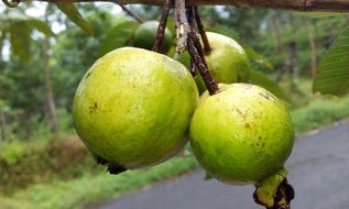 guava fruits, perakka on the tree