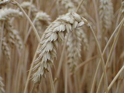 wheat ears in the field