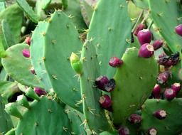 prickly green cactus with purple fruits